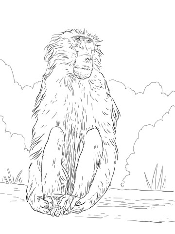 Chacma Baboon Coloring Page